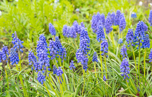 First spring flowers blue muscari in the garden. Grape hyacinth or bluebells