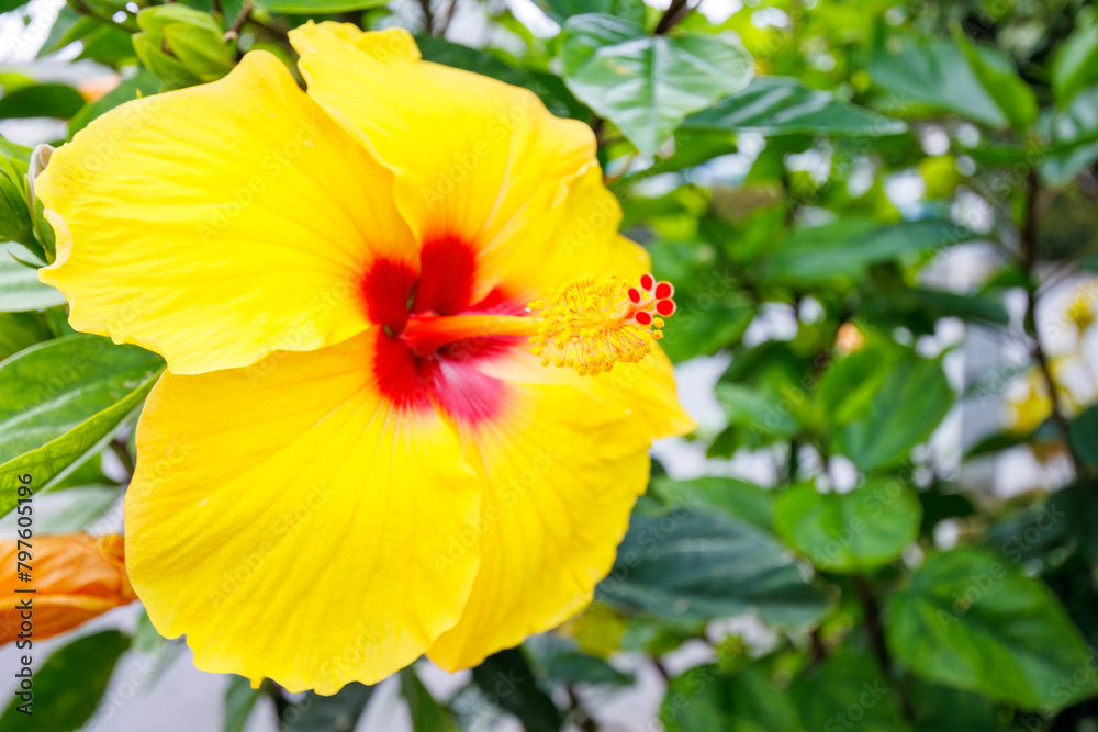 Fototapeta premium 港に咲いた鮮やかなハイビスカス。 Vivid hibiscus blooming in the harbor. 日本国沖縄県那覇市にて。 2021年4月27日撮影。 高速ジェット船、クイーンざまみ３世号で慶良間諸島へ向かう。 那覇の海の玄関口、那覇泊港。 In Naha City, Okinawa, Japan. Taken on April 27, 2021.Heading to the K