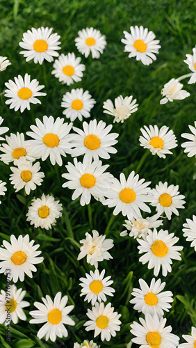 daisies on grass