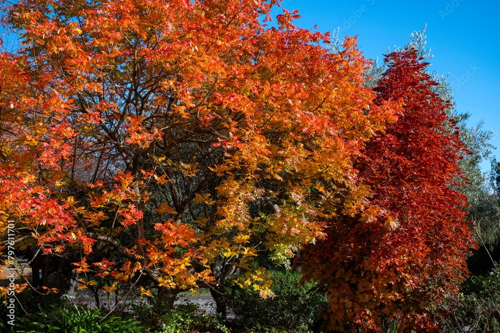 Mount Macedon Victoria Melbourne Autumn Leave マウントマセドン メルボルン オーストラリア 紅葉 Mount Macedon Victoria Melbourne Autumn Leave マウントマセドン メルボルン オーストラリア 紅葉