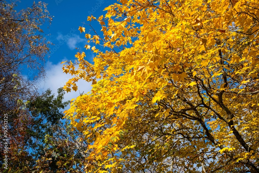 Mount Macedon Victoria Melbourne Autumn Leave マウントマセドン　メルボルン　オーストラリア　紅葉