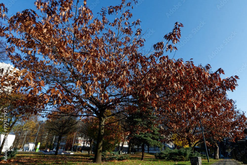 Plac przyzjaciół Miszkolca w centrum Katowic
