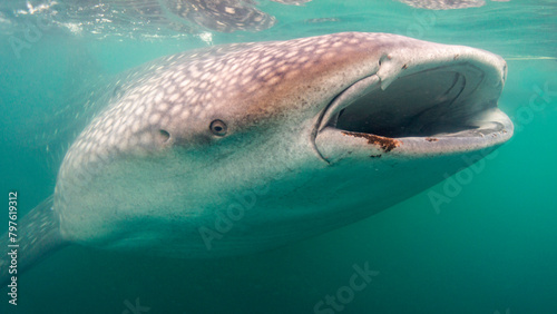 The whale shark feeds