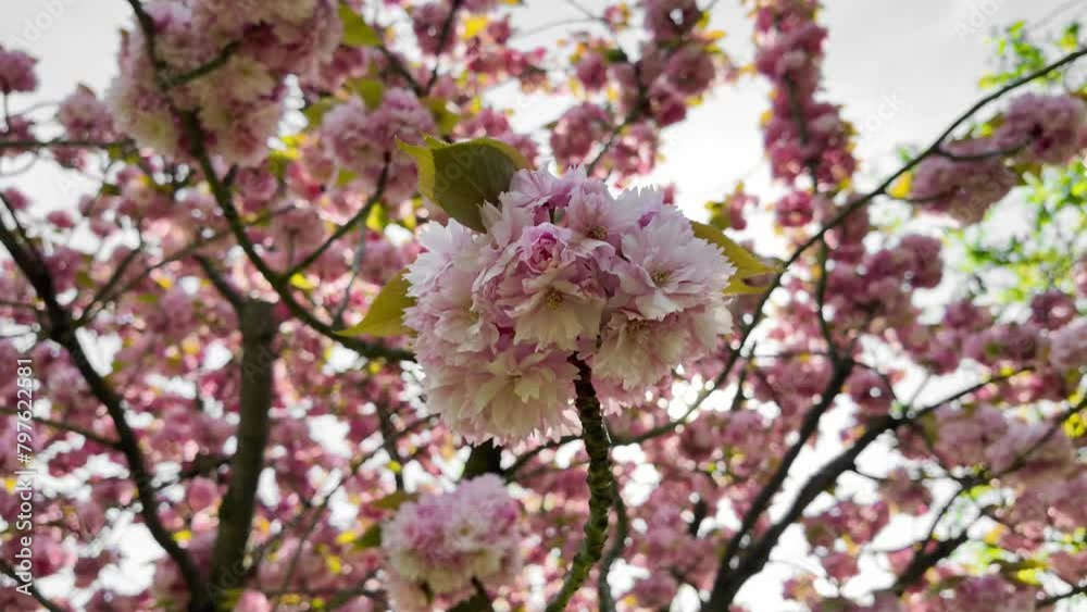 Blossoming pink cherry blossoms against a soft sky, evoking springtime and Hanami festival vibes, ideal for nature and seasonal themes Blossoming pink cherry blossoms against a soft sky, evoking springtime and Hanami festival vibes, ideal for nature and seasonal themes