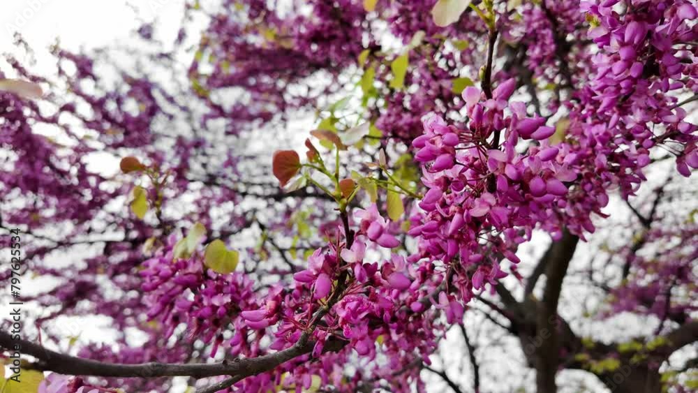 Vibrant purple redbud tree blossoms in full bloom, signaling the arrival of spring, often associated with Easter and Earth Day celebrations