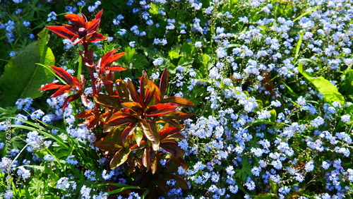 Terrain de jardin rempli de petites fleurs blanches, traitement local, avec verdure verdoyante au soleil et gros plan de fleurs à longues pétales rouges et oranges, au beau matin, éclat de lumière photo