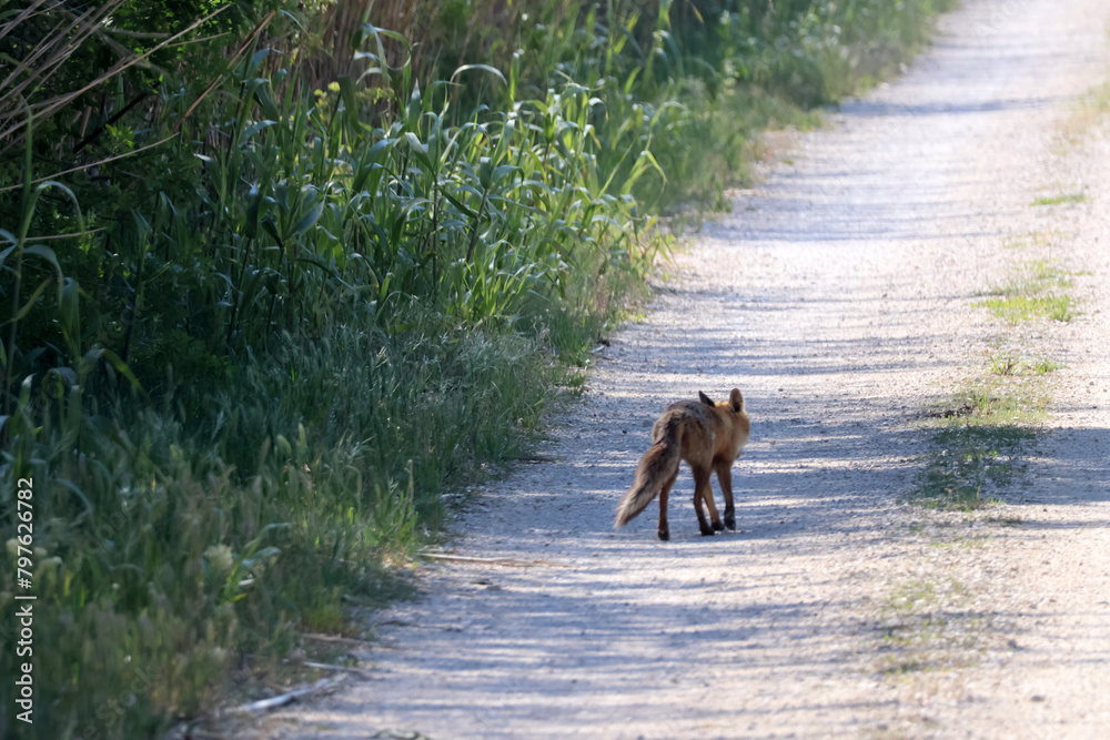 sur le chemin un petit renard
