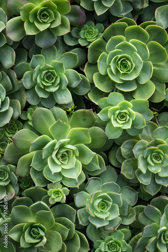 The textured surface of succulent plants, featuring fleshy leaves and intricate rosette patterns for backdrop.