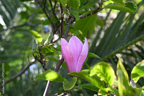 Fleur de magnolia au printemps en gros plan © Richard Villalon