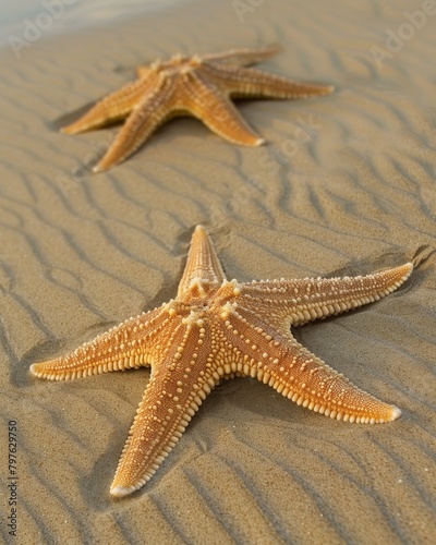 Two starfish are laying on the sand