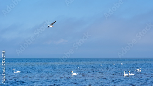 Swan Serenity  Graceful Presence on Latvia s Baltic Shores