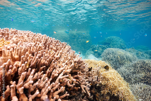 Wallpaper Mural 素晴らしいサンゴ礁に群れる、デバスズメダイ（スズメダイ科）他の群れの半水面撮影。 沖縄県島尻郡座間味村阿嘉島のクシバルビーチにて。 2021年4月27日水中撮影。 A semi-surface shot of a school of Blue green damselfish, Blue green chromis (Chromis viridis) and others, clustered Torontodigital.ca