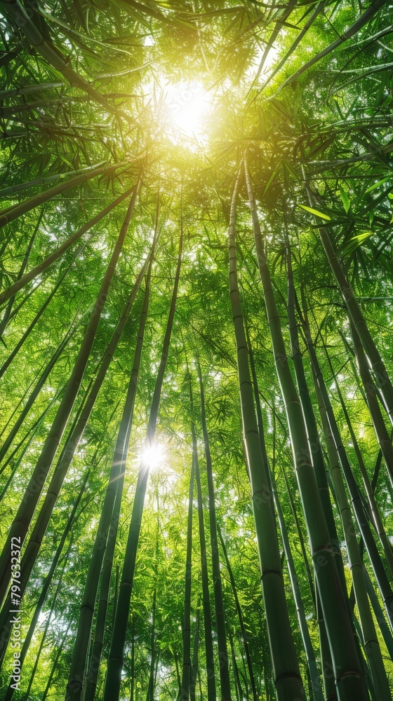 Sun shines through tall bamboo trees