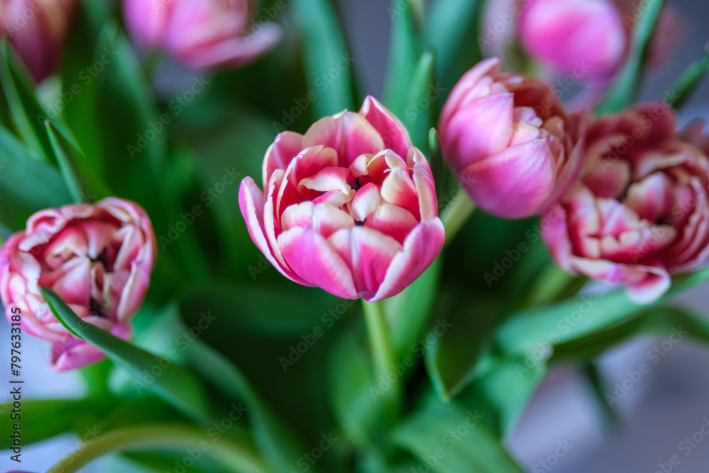 Naklejka premium Pink Petals: A Bouquet of Tulip Delight