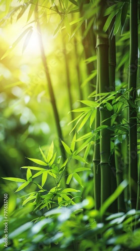 Sunlight shining through bamboo tree