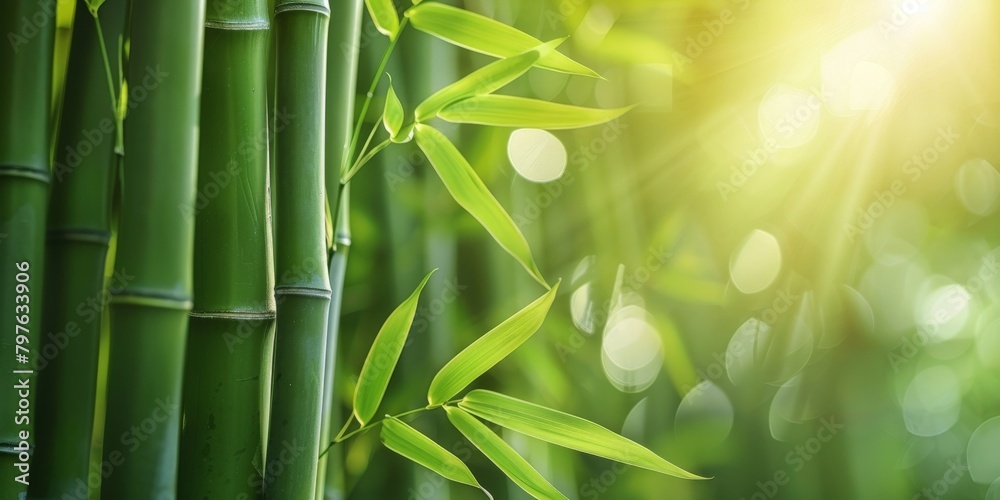 Obraz premium Close up of bamboo plant with sun in background
