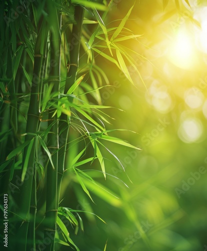 Close up of bamboo plant with sun in background