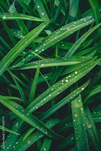 The textured surface of dew-covered grass blades, featuring sparkling droplets and lush greenery. Dewy grass textures offer a fresh and rejuvenating backdrop.