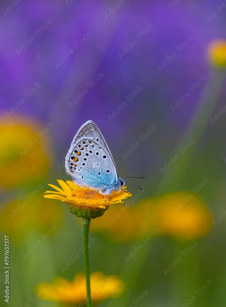 tiny wingtip blue butterfly, Amanda blue, Polyommatus amandus