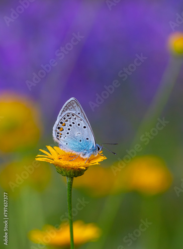 Obraz na płótnie tiny wingtip blue butterfly, Amanda blue, Polyommatus amandus w salonie