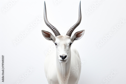 White antelope with long horns on a white background. Studio shot
