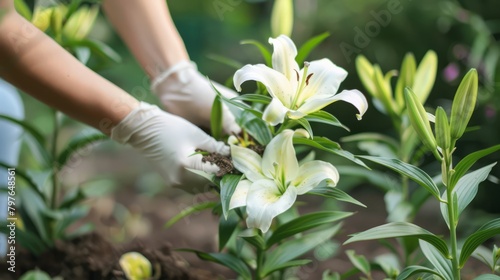 Propagating Lilies for More Blooms photo