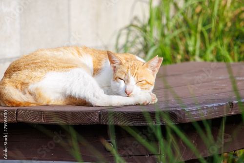 島の守り神の美しい猫たち。
Beautiful cats, the guardians of the island.
日本国沖縄県島尻郡慶良間諸島の阿嘉島にて。
2021年4月28日撮影。


At Aka Island, Kerama Islands, Shimajiri-gun, Okinawa, Japan.
Photographed on April 28, 2021.
 photo