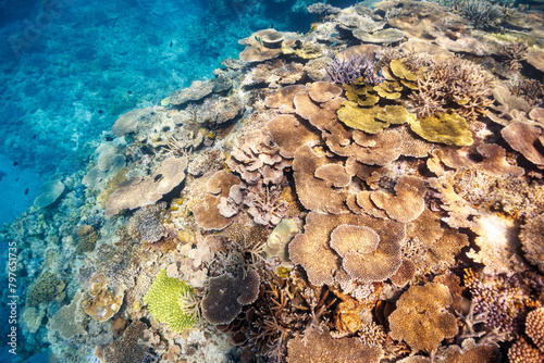                                                                                                                                  2021   4   28                     By far the largest and most stunning beautiful coral reef.  Off Fukaji Island  Aka Island  Zamami Village  Shimajiri-gun  Okinawa  Japan.