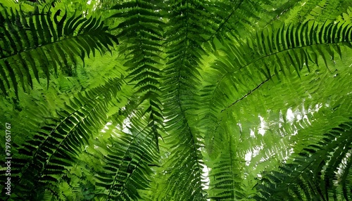 A canopy of ferns forming a natural umbrella upscaled 3