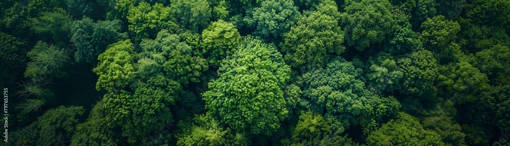 Aerial view of a mysterious, secluded forest, with the deep greens intensifying the mystery and allure of the hidden depths