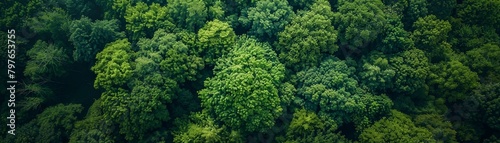 Aerial view of a mysterious  secluded forest  with the deep greens intensifying the mystery and allure of the hidden depths
