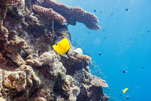 素晴らしいサンゴ礁の美しいフエヤッコダイ（チョウチョウウオ科）他。
The Beautiful Yellow longnose butterflyfish and others in Wonderful coral reefs.
圧倒的に大規模な素晴らしく美しいサンゴ礁。

沖縄県島尻郡座間味村阿嘉島の外地島沖にて。
2021年4月28日水中撮影。


By far the largest and photo
