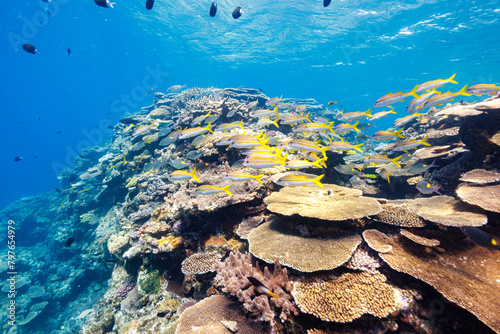 素晴らしいサンゴ礁の美しいノコギリダイ（フエフキダイ科）、アカヒメジ（ヒメジ科）、アマミスズメダイ（スズメダイ科）の群れ他。
圧倒的に大規模な素晴らしく美しいサンゴ礁。

沖縄県島尻郡座間味村阿嘉島の外地島沖にて。
2021年4月28日水中撮影。
The Beautiful schools of Yellowspot emperor, Striped large-ye bream (Gnathod photo