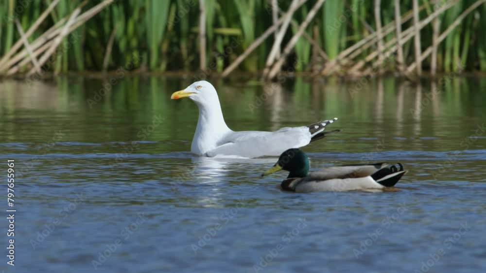 European Herring Gull, Larus argentatus on lake at spring time European Herring Gull, Larus argentatus on lake at spring time