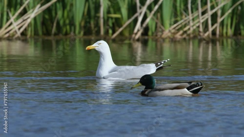 European Herring Gull, Larus argentatus on lake at spring time photo