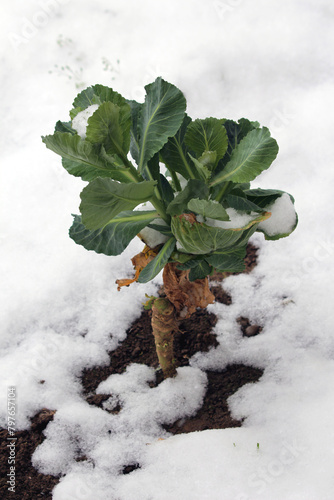 Snow covered young Cabbage or Headed cabbage leafy green annual vegetable crop with thick alternating dark green leaves growing in local family home garden surrounded with freshly fallen snow