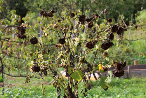 Very large dry Common sunflower or Helianthus annuus annual forb herbaceous flowering plant with edible oily seeds in flower heads consisting of numerous small individual five petaled flowers on high  photo