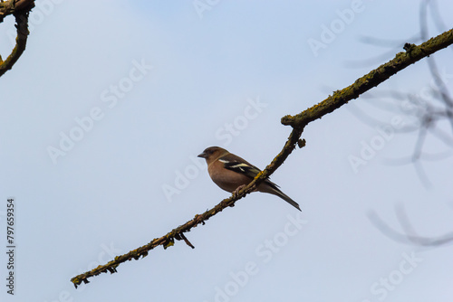 Common chaffinch sits on a tree. Beautiful songbird Common chaffinch in wildlife. The common chaffinch or simply the chaffinch, latin name Fringilla coelebs