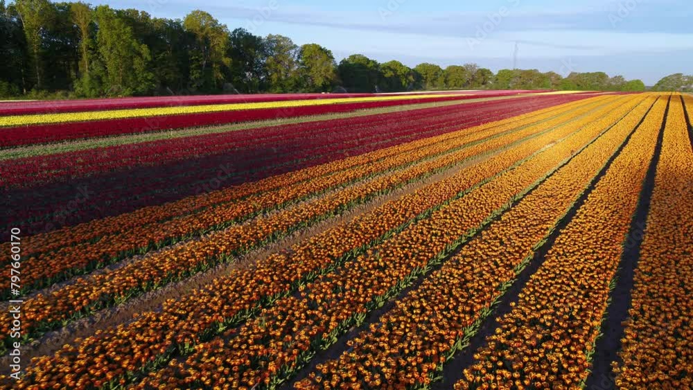 Drone fly backwards over beautiful tulip fields