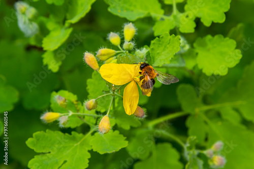 Celandine. Chelidonium family Poppy taxonomic name of the genus published by the Swedish taxonomist Karl Linney in the first volume of the work Species plantarum photo