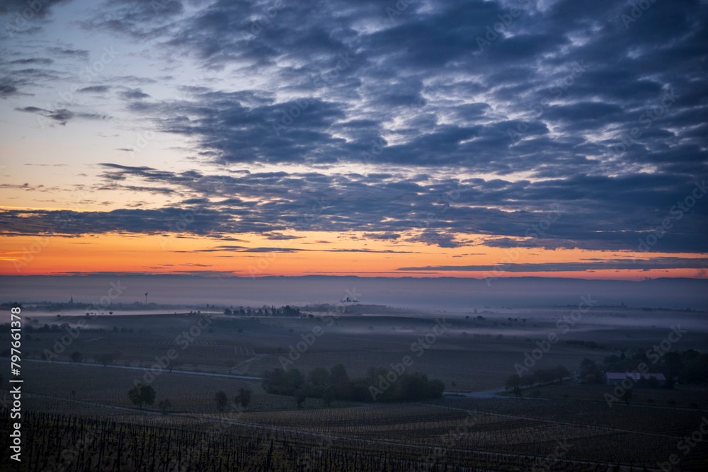 sunrise over the vineyards with morning fog