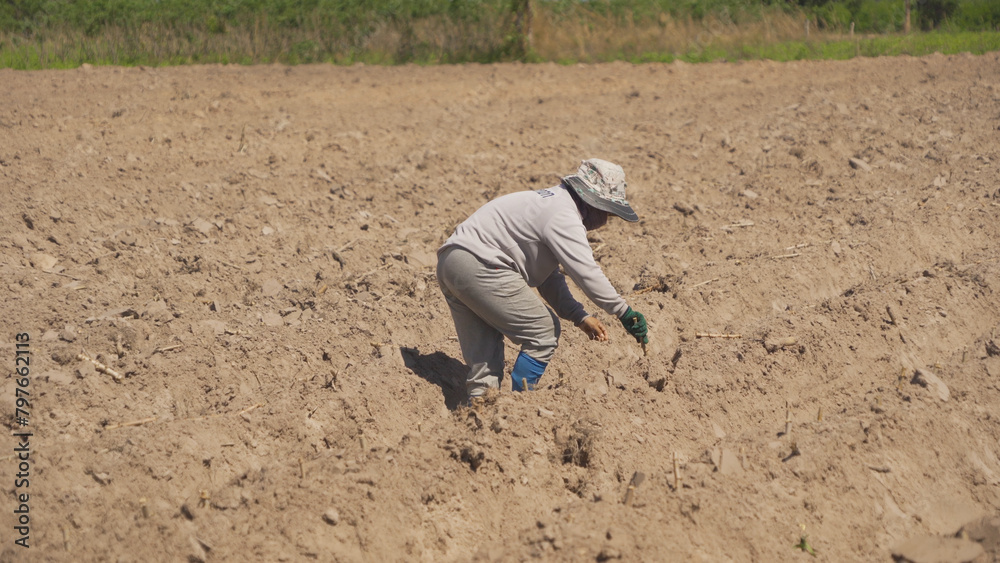Farmer planting cassava farm with earth soil. Farmer planting cassava farm with earth soil.