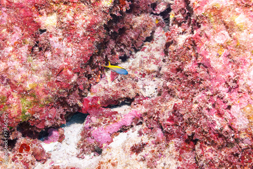素晴らしいサンゴ礁の可愛いオウゴンニジギンポ（イソギンポ科）。
圧倒的に大規模な素晴らしく美しいサンゴ礁。

沖縄県島尻郡座間味村阿嘉島の外地島沖にて。
2021年4月28日水中撮影。
A lovely Forktail blenny (Meiacanthus atrodorsalis) on a wonderful coral reef.
Off Fukaji Island, Aka Islan photo