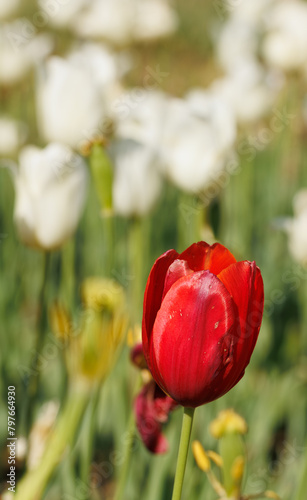 Close-up of a red tulip flower in the middle of the white tulips at a garden on the blurry background