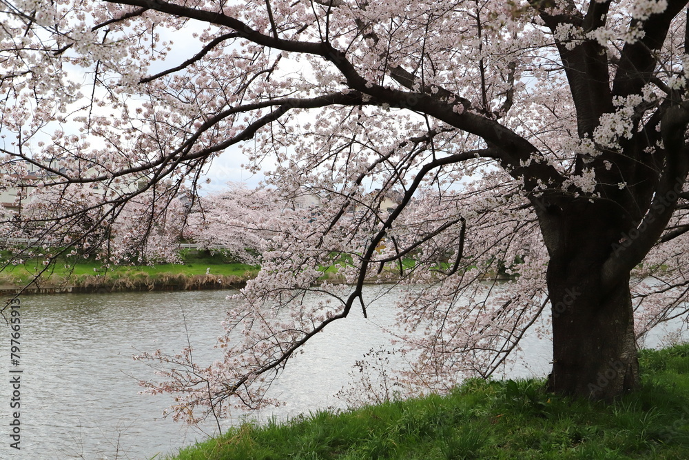 日本の春の川岸に咲くソメイヨシノの桜の花