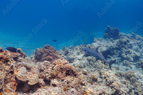 素晴らしいサンゴ礁の洞窟から出てきた、美しく大きなネムリブカ（メジロザメ科）他。 よく見るとお腹にコバンザメがついている。 圧倒的に大規模な素晴らしく美しいサンゴ礁。沖縄県島尻郡座間味村阿嘉島の外地島沖にて。 2021年4月28日水中撮影。 Beautiful and large Whitetip reef shark (Triaenodon obesus) and others emergi