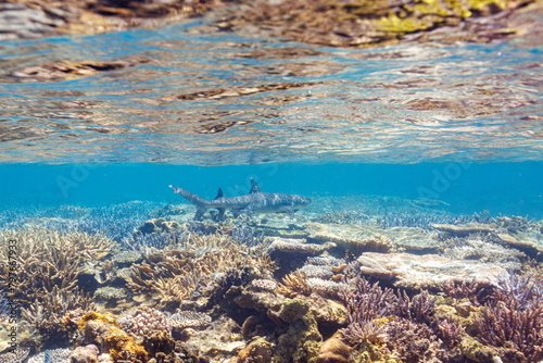 素晴らしいサンゴ礁の洞窟から出てきた、美しく大きなネムリブカ（メジロザメ科）他。 最高に美しいサンゴの浅瀬を泳いでいる。 圧倒的に大規模な素晴らしく美しいサンゴ礁。沖縄県島尻郡座間味村阿嘉島の外地島沖にて。 2021年4月28日水中撮影。 Beautiful and large Whitetip reef shark (Triaenodon obesus) and others emergin
