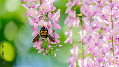 ハチと藤の花
 photo