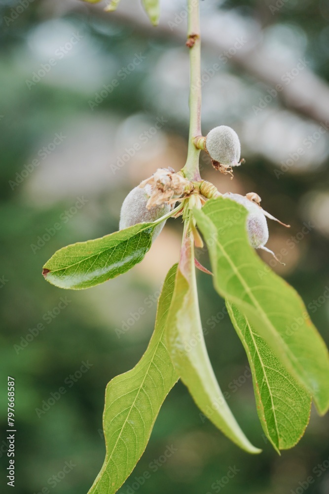 Close up branch of almond tree growing on the tree. Close up branch of almond tree growing on the tree.