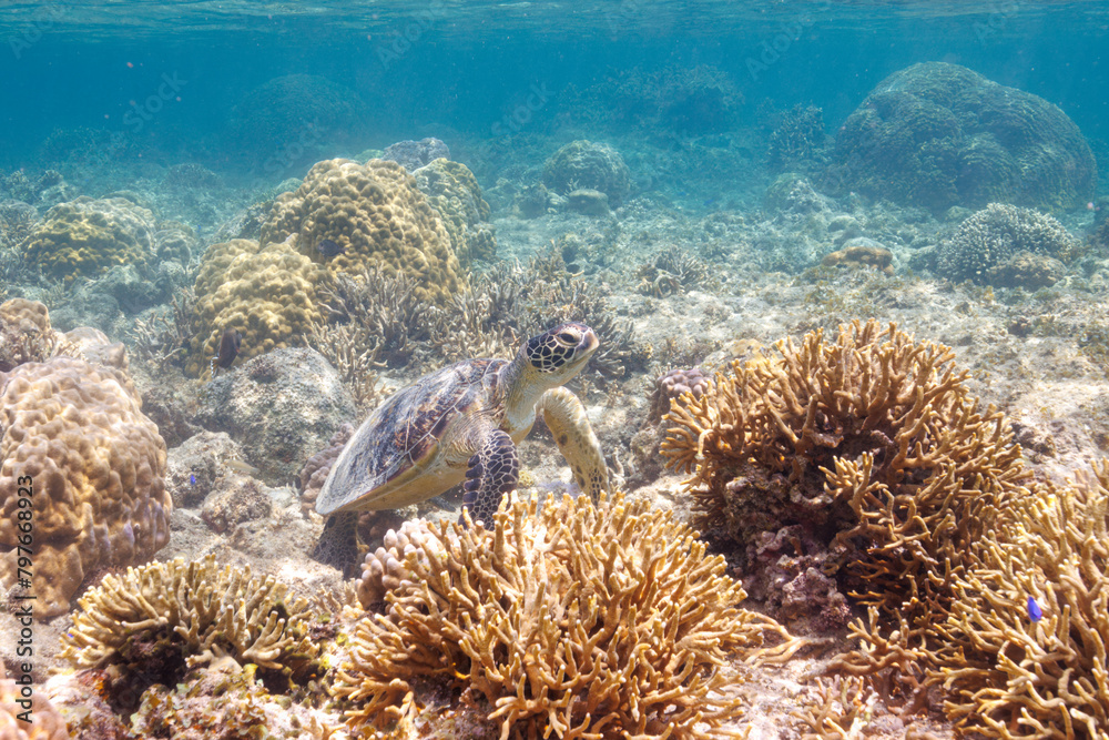 Naklejka premium 素晴らしいサンゴ礁をゆったり泳ぐ大きく美しいアオウミガメ（ウミガメ科）沖縄県島尻郡座間味村阿嘉島の阿嘉ビーチにて。 2021年4月28日水中撮影。A large and beautiful Green Turtle, Green Sea Turtle (Chelonia mydas) swimming leisurely on the surface of a wonderful cora